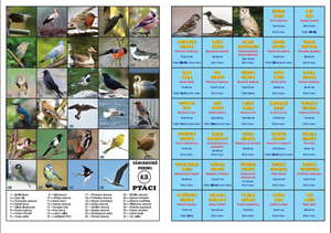 Ptáci (tábornické pexeso)