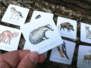 Pexeso lesní zvířata