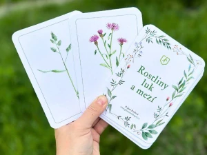 Rostliny luk a mezí