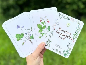 Rostliny listnatých lesů