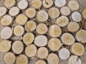 PLACKA - Dřevěné kolečko s březovou kůrou 3-4 cm