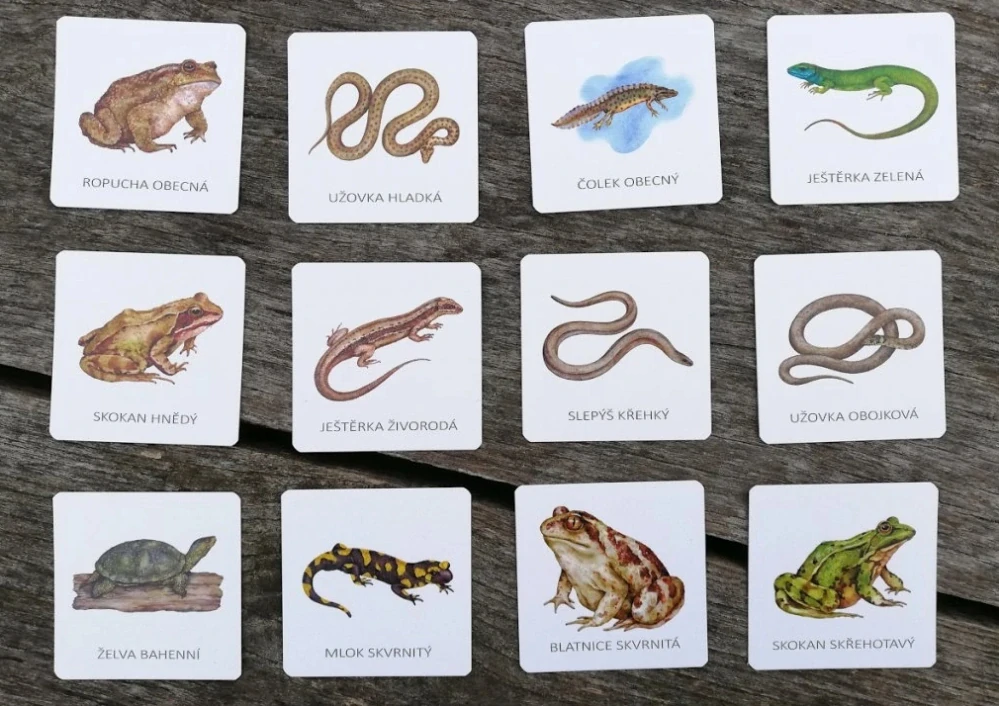 Pexeso obojživelníci a plazi