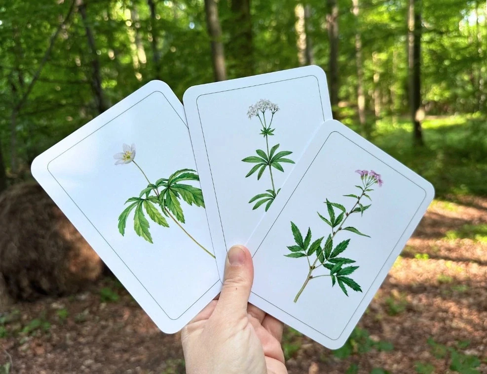 Rostliny listnatých lesů