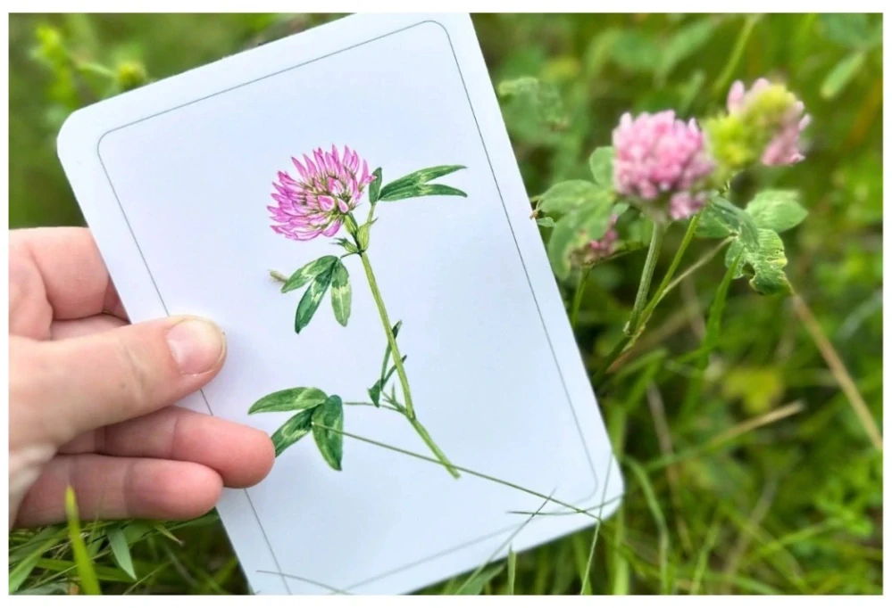 Rostliny okolí lidských sídel