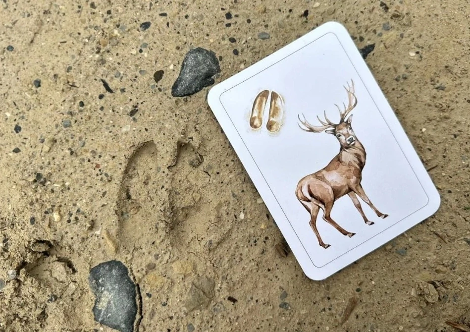 Lesní zvířata v ČR a jejich stopy