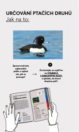 Ptáci - Do kapsy