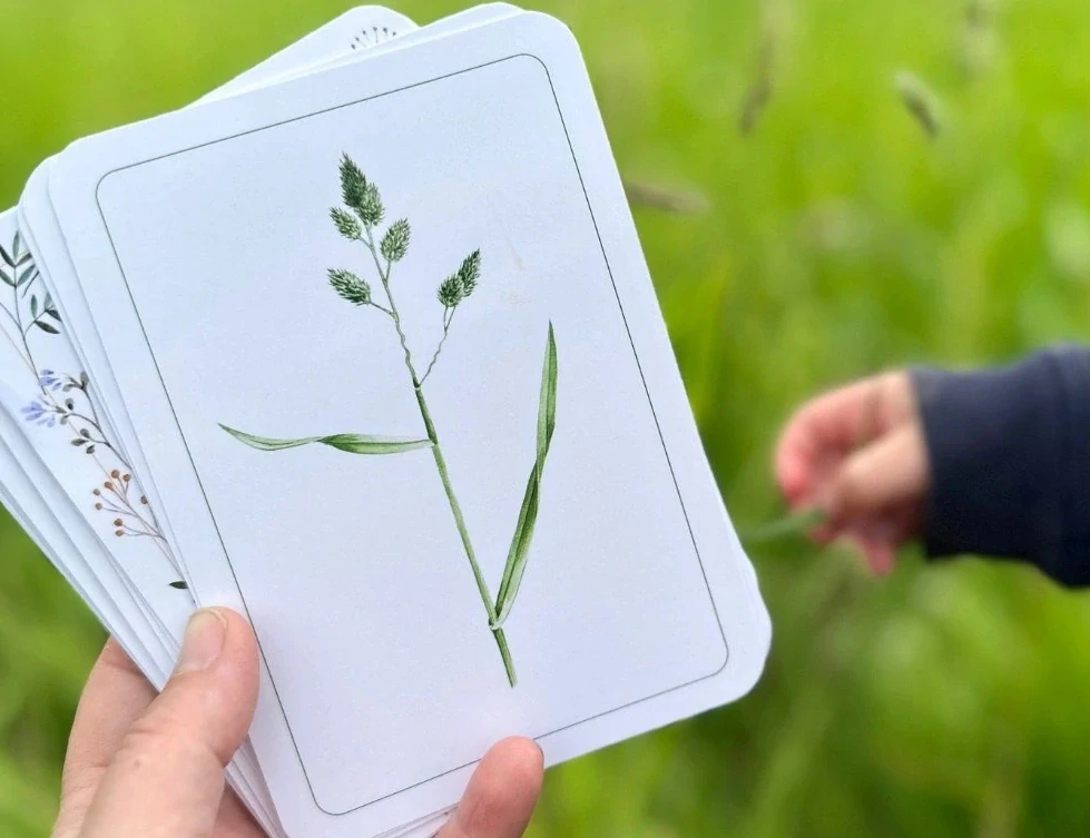 Rostliny luk a mezí