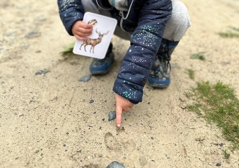 Lesní zvířata v ČR a jejich stopy