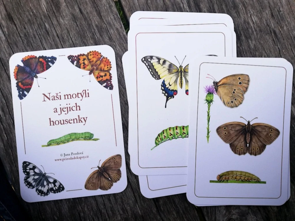 Motýli a jejich housenky