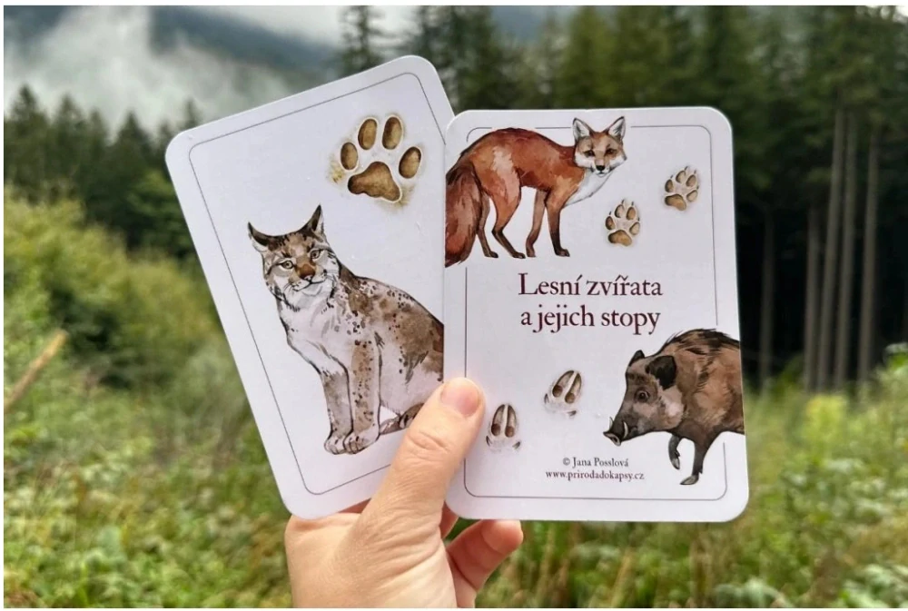 Lesní zvířata v ČR a jejich stopy