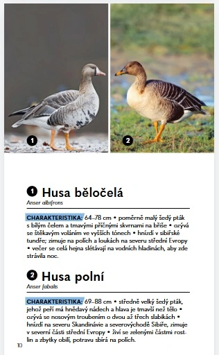 Ptáci - Do kapsy