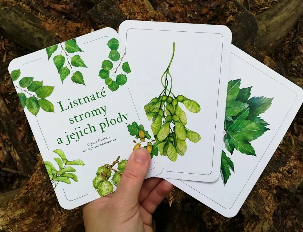 Listnaté stromy a jejich plody