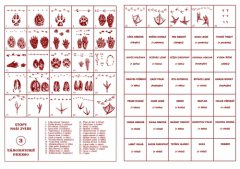 Stopy naší zvěře (tábornické pexeso)